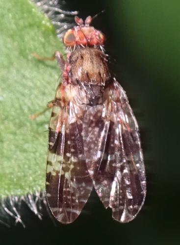 Tephritis vespertina